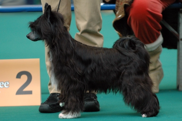 Chinese Crested — 5