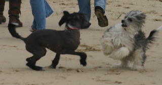 Chinese Crested — 6