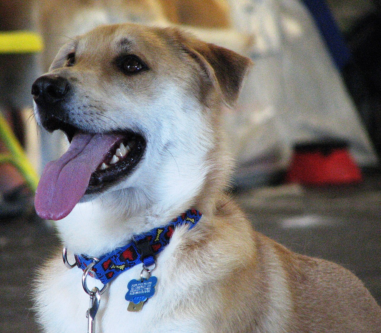 Chinook — 3
