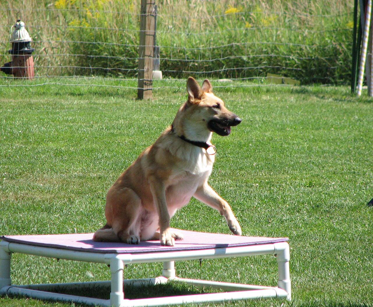 Chinook — 5