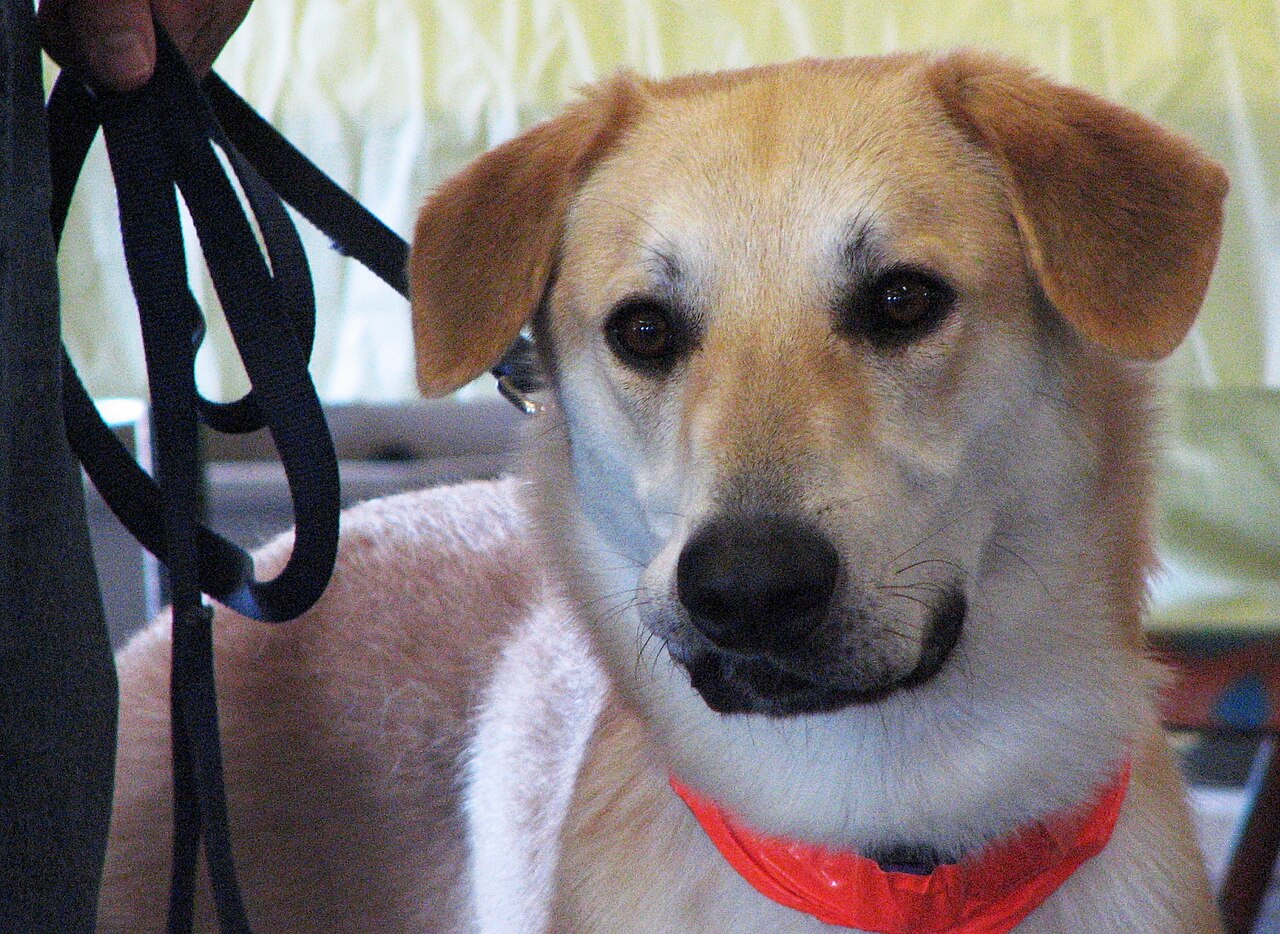 Chinook — 6