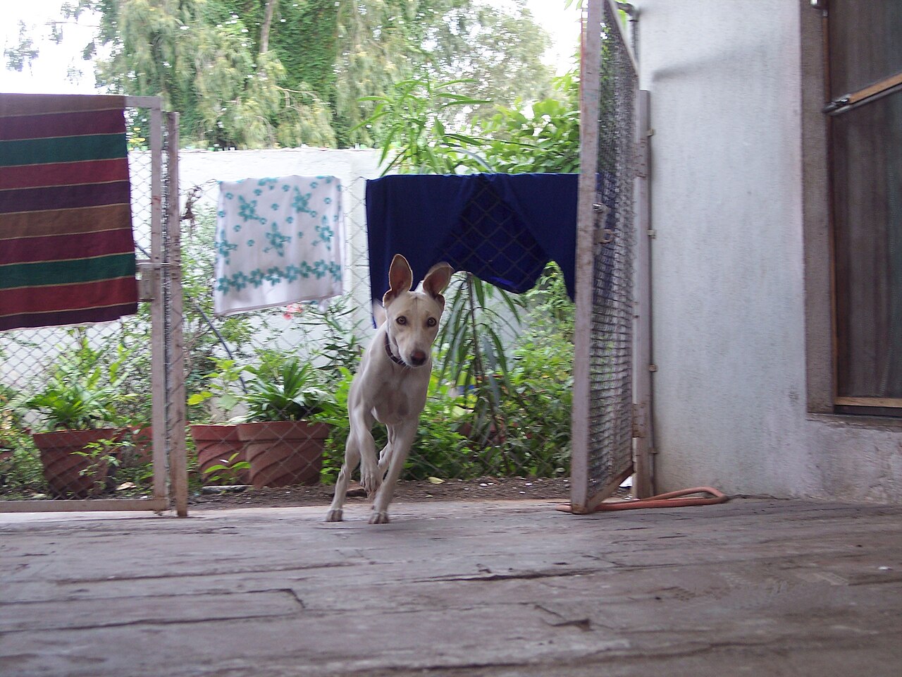 Chippiparai — 4