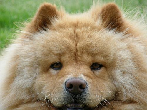 Chow Chow — 1