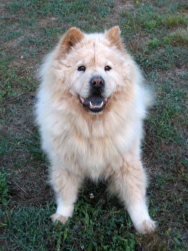 Chow Chow — 2