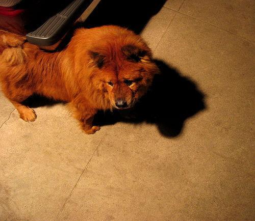 Chow Chow — 3