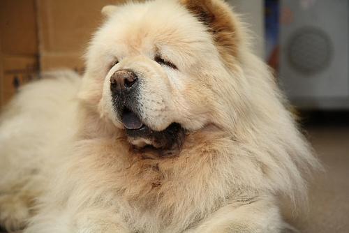 Chow Chow — 4