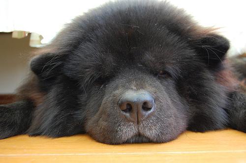 Chow Chow — 5