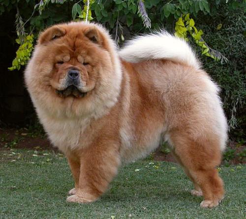 Chow Chow — 6