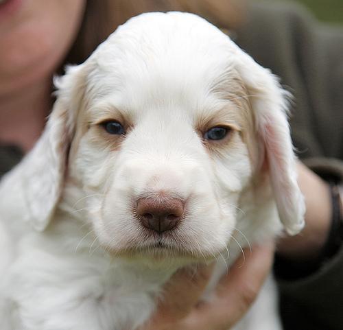Clumber Spaniel — 1