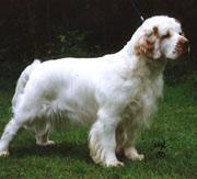 Clumber Spaniel — 2