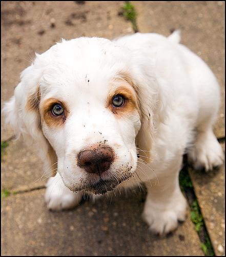 Clumber Spaniel — 3