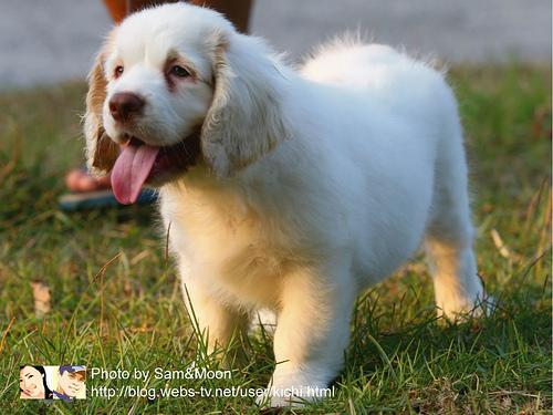Clumber Spaniel — 4