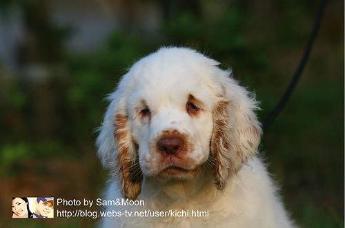 Clumber Spaniel — 5