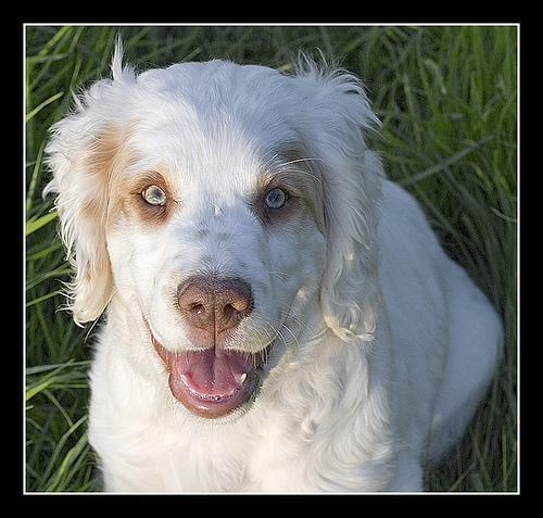 Clumber Spaniel — 6