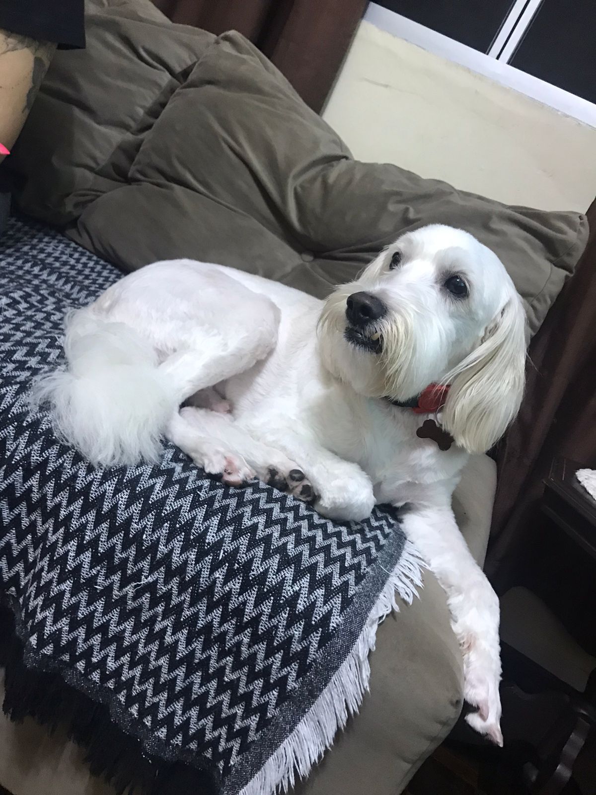 Cockapoo — 1