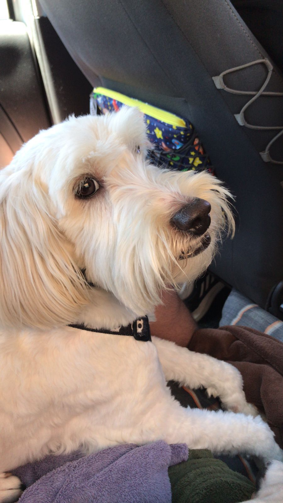 Cockapoo — 2