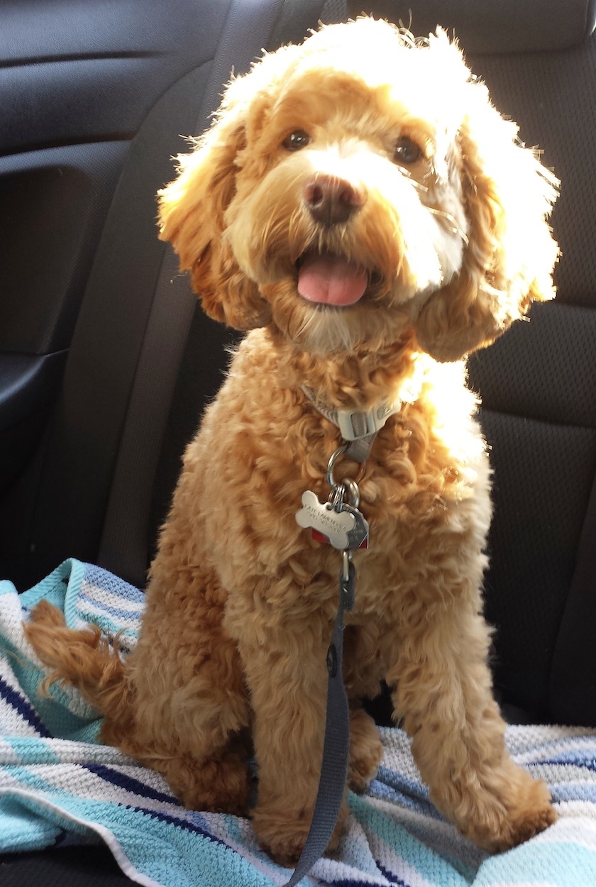 Cockapoo — 3