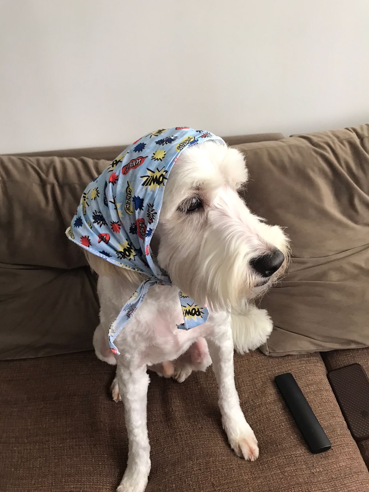 Cockapoo — 4