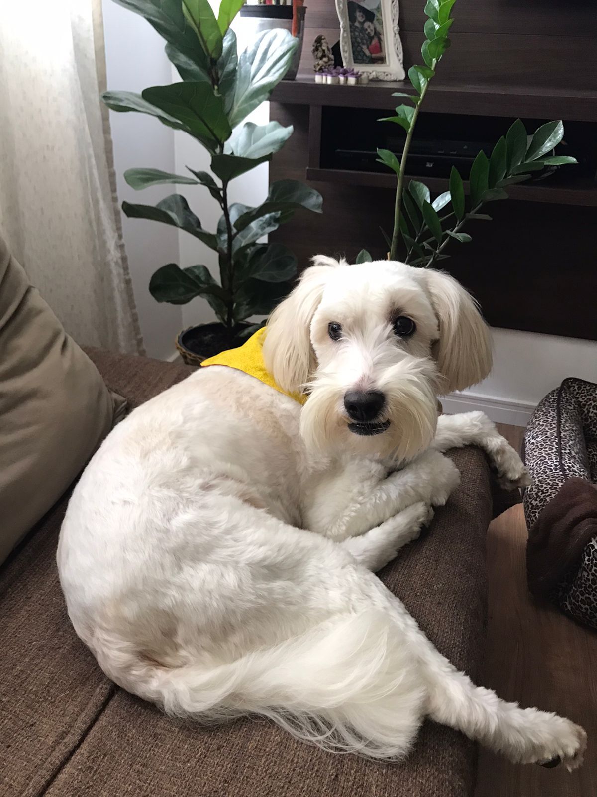 Cockapoo — 5