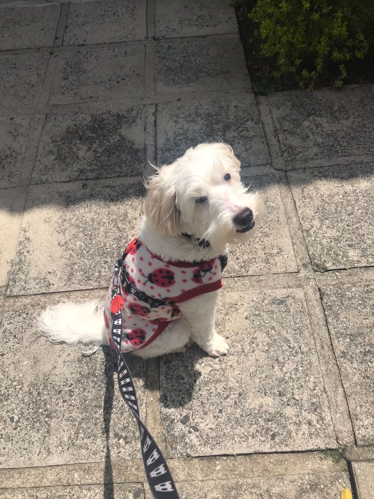Cockapoo — 6