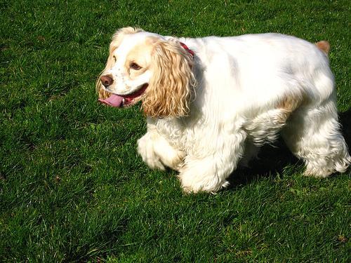 Cocker Spaniel — 2