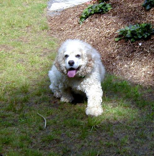 Cocker Spaniel — 5
