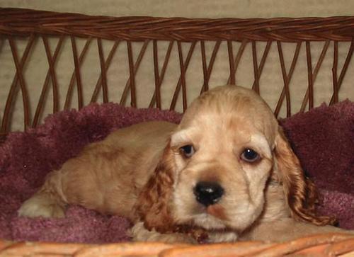 Cocker Spaniel — 6