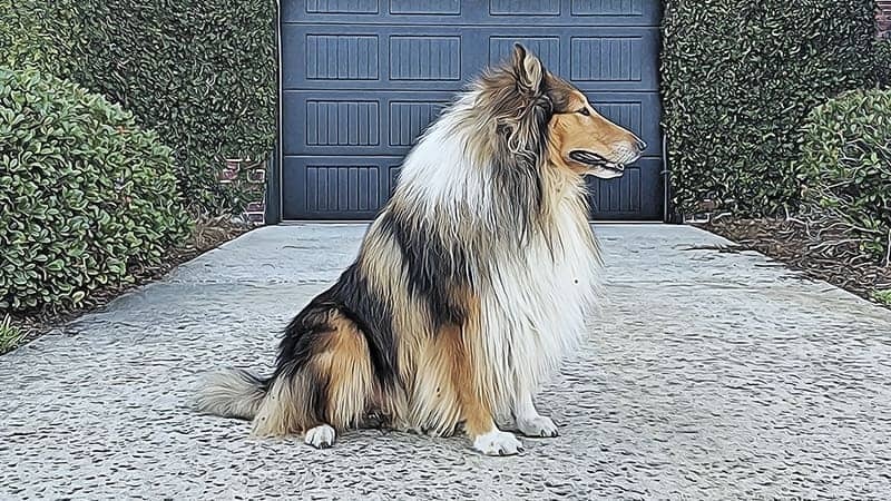 Collie — 1