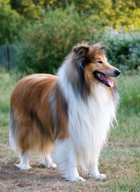 Collie — 2