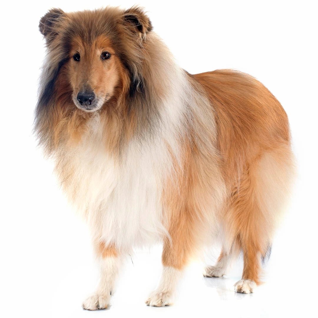 Collie — 3