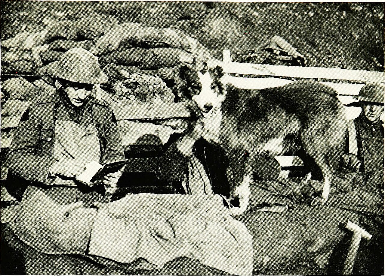 Collie — 5