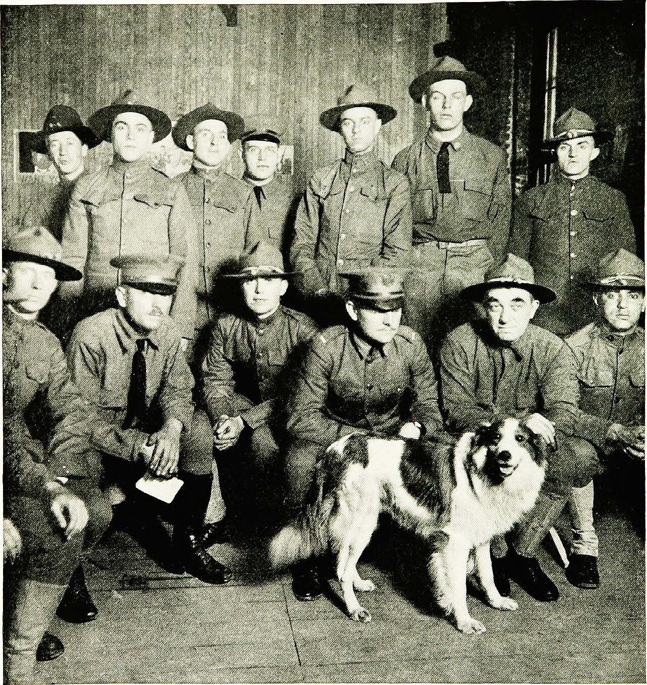 Collie — 6
