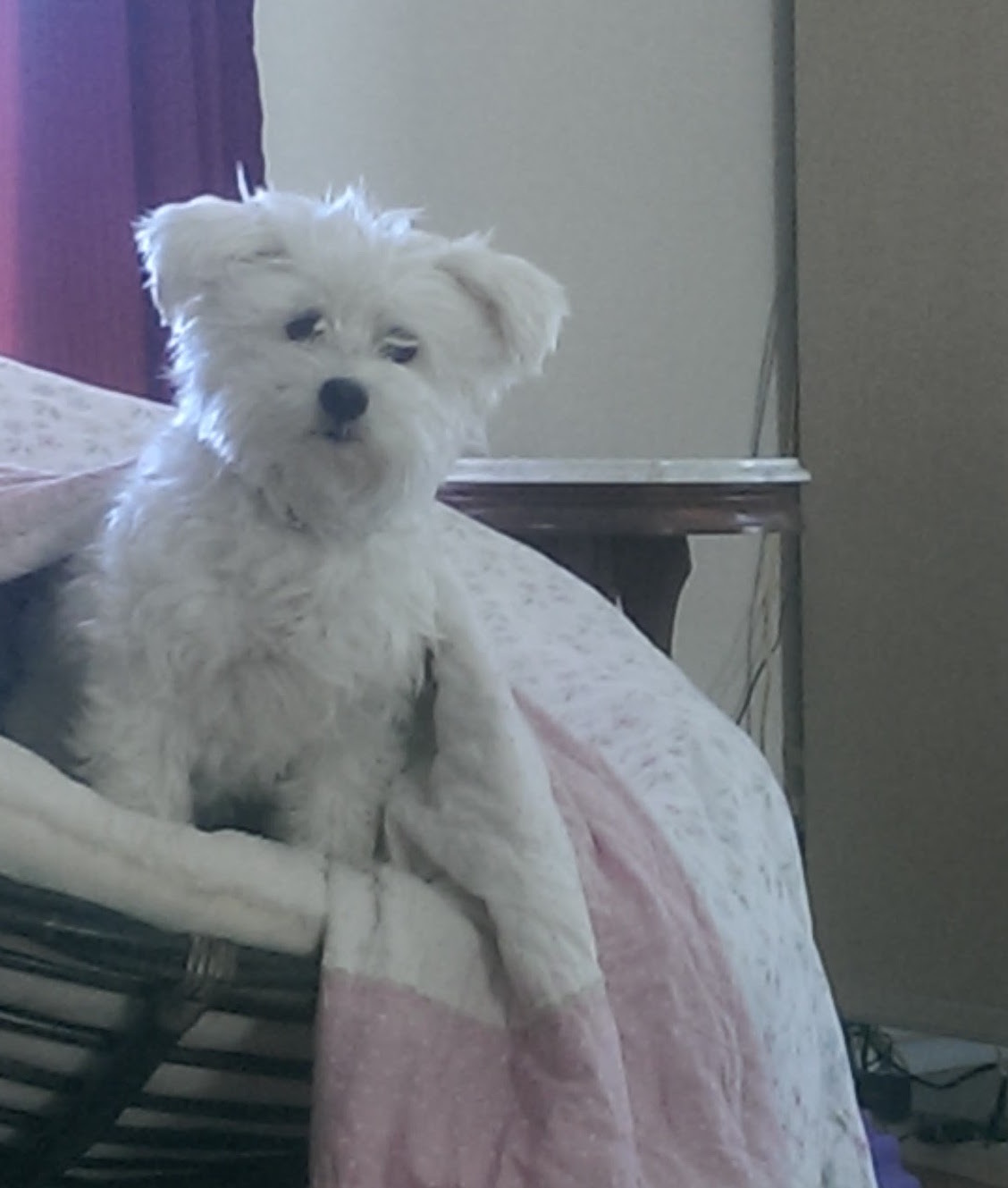 Coton de Tulear — 1