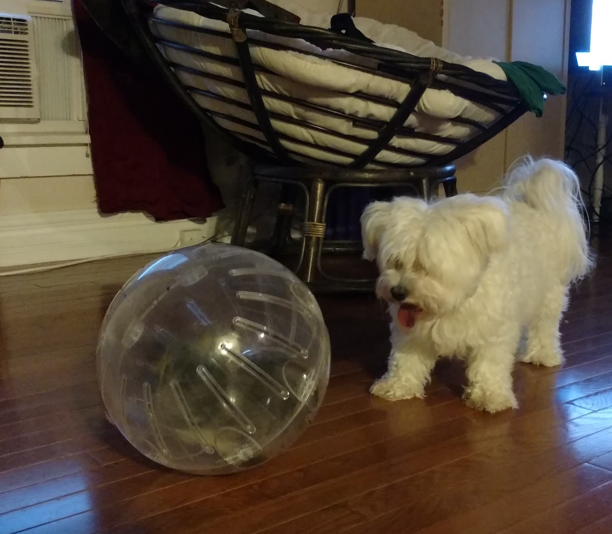 Coton de Tulear — 2