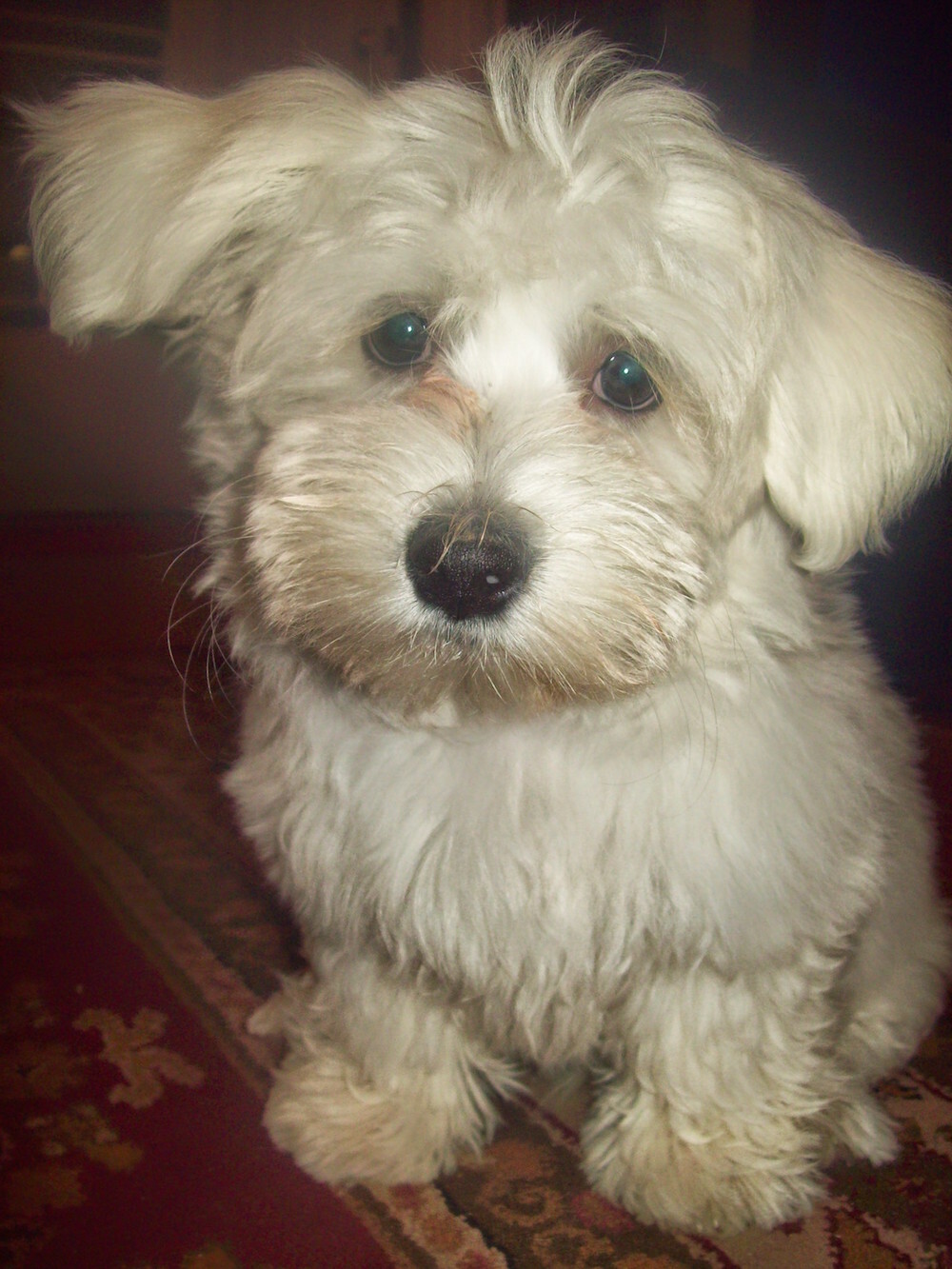 Coton de Tulear — 3