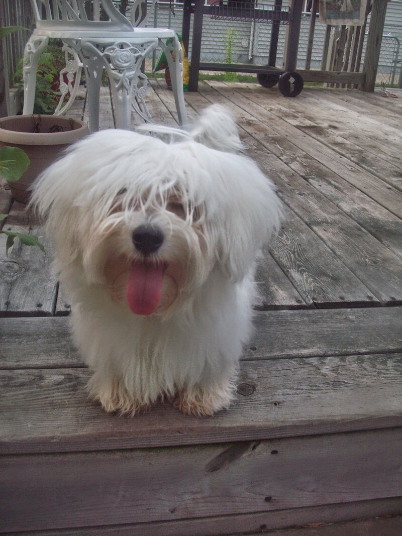 Coton de Tulear — 4