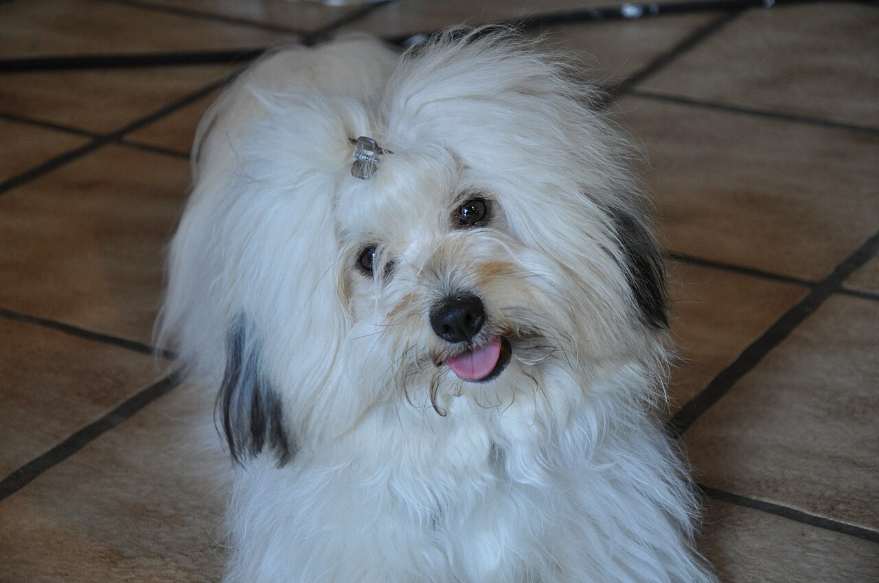 Coton de Tulear — 6