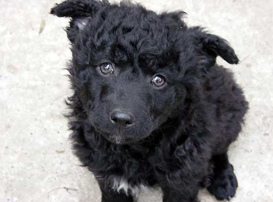 Croatian Sheepdog — 1