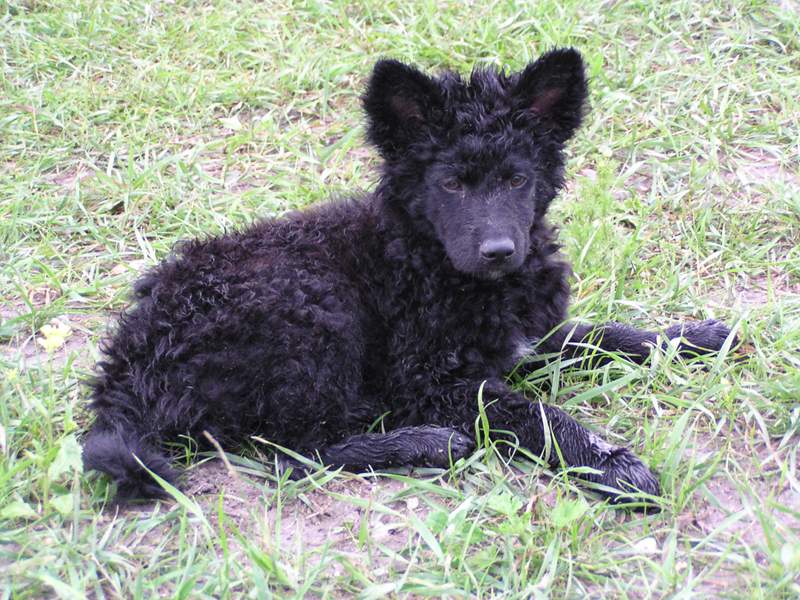 Croatian Sheepdog — 2