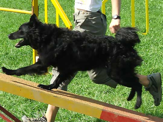 Croatian Sheepdog — 3