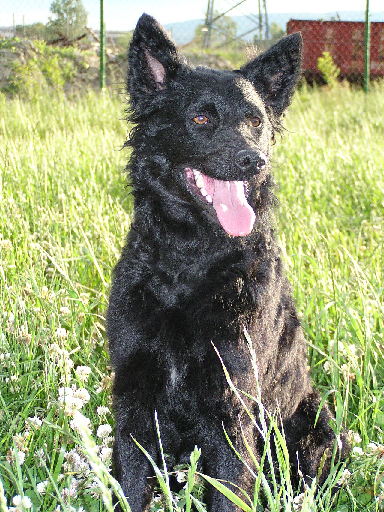 Croatian Sheepdog — 4
