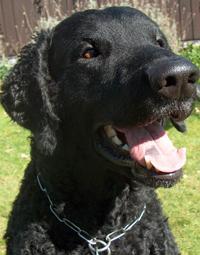 Curly-Coated Retriever — 1