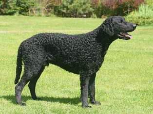 Curly-Coated Retriever — 2
