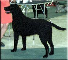 Curly-Coated Retriever — 3