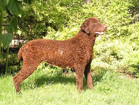 Curly-Coated Retriever — 4