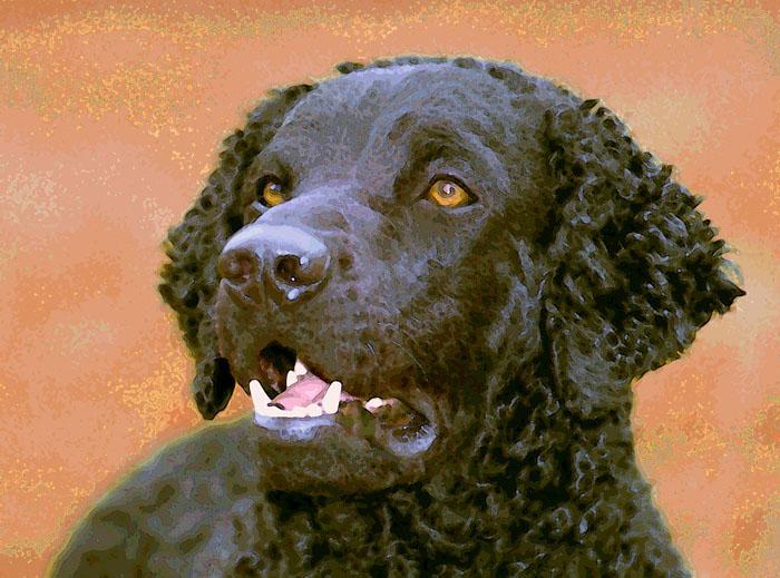Curly-Coated Retriever — 5