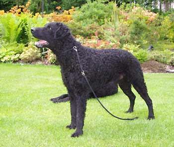 Curly-Coated Retriever — 6