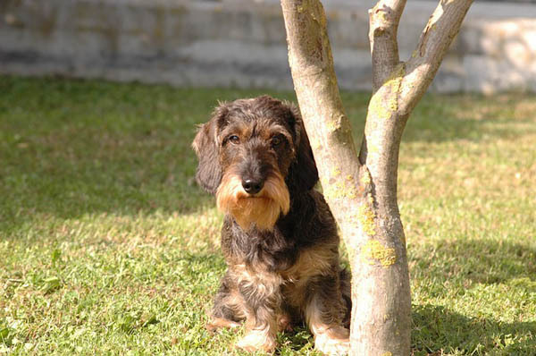 Dachshund — 1