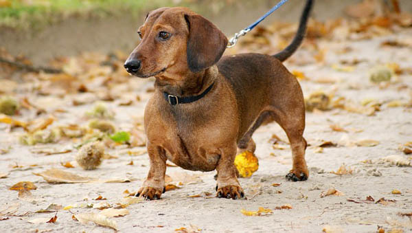 Dachshund — 2