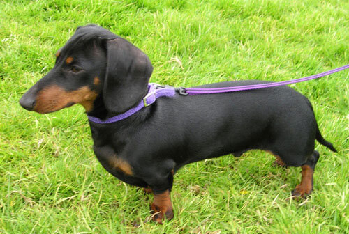 Dachshund — 3
